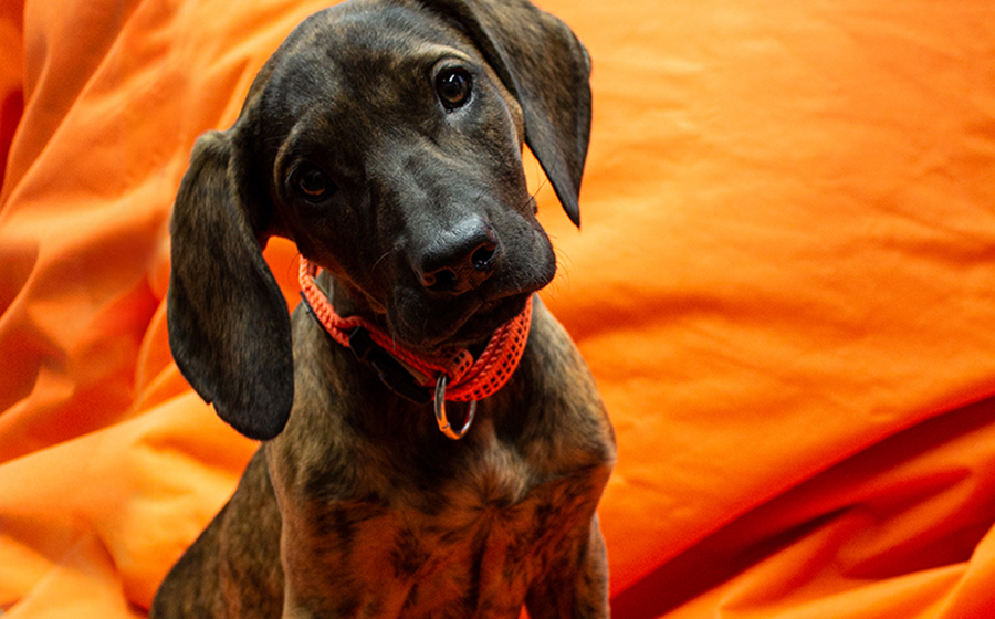 Tierischer Nachwuchs